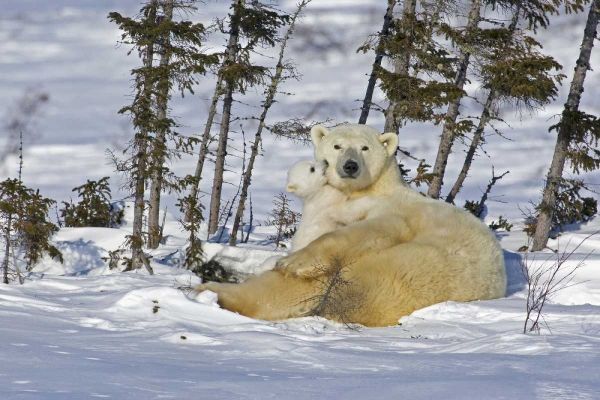 Canada, Manitoba, Wapusk Polar bear cub playing